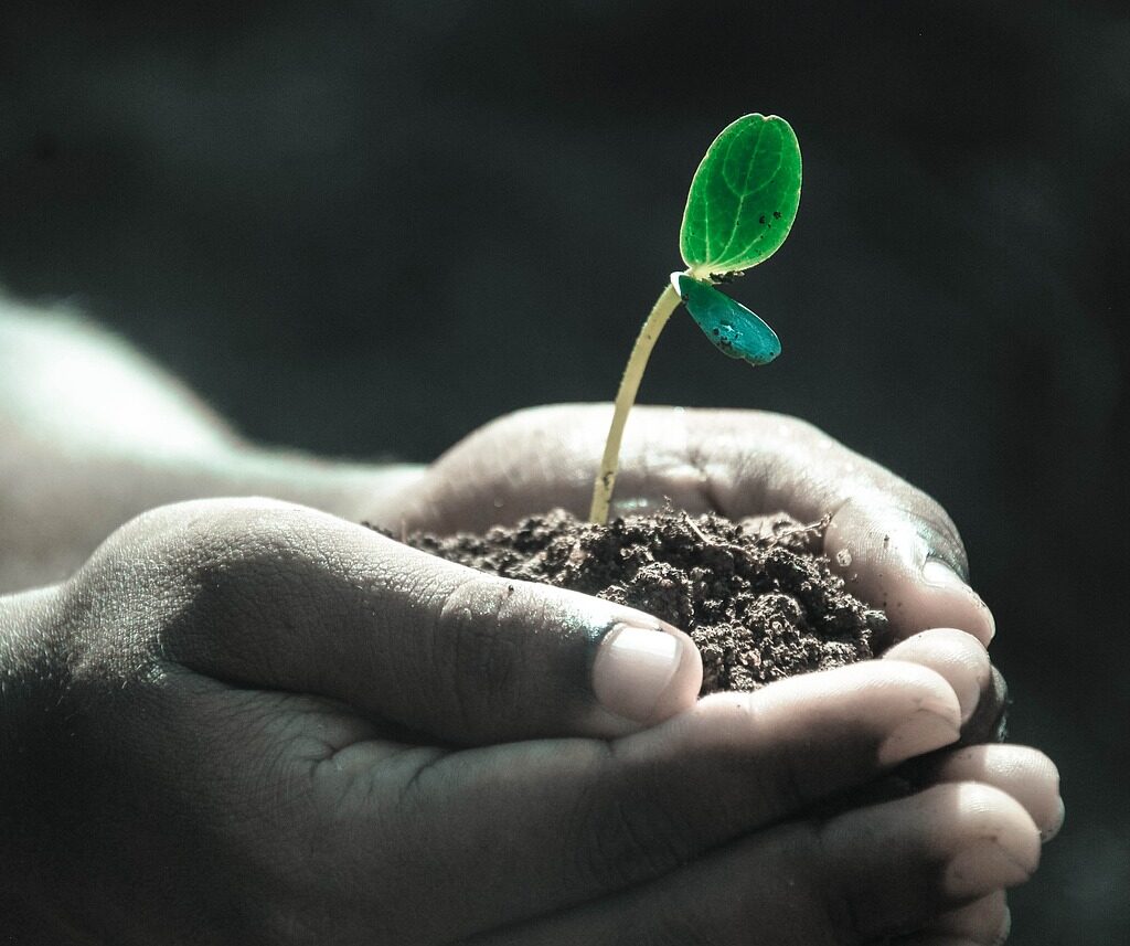 A person with a sapling cupped in their hand