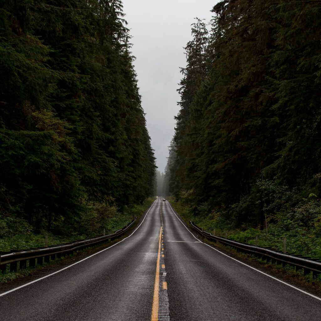 Roaming a long road through VR tourism. Pine trees enclose the road.