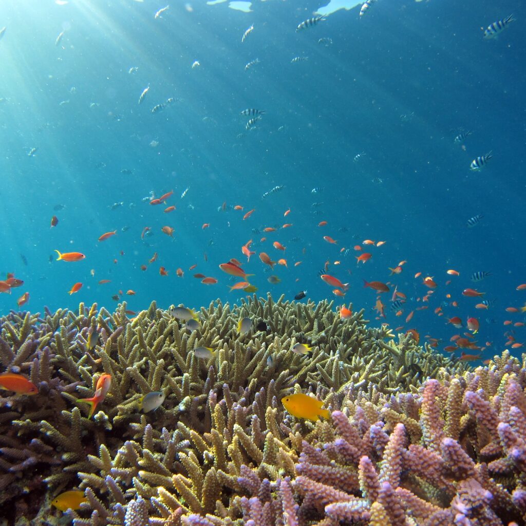 under the sea there is fish swimming and sea anemones