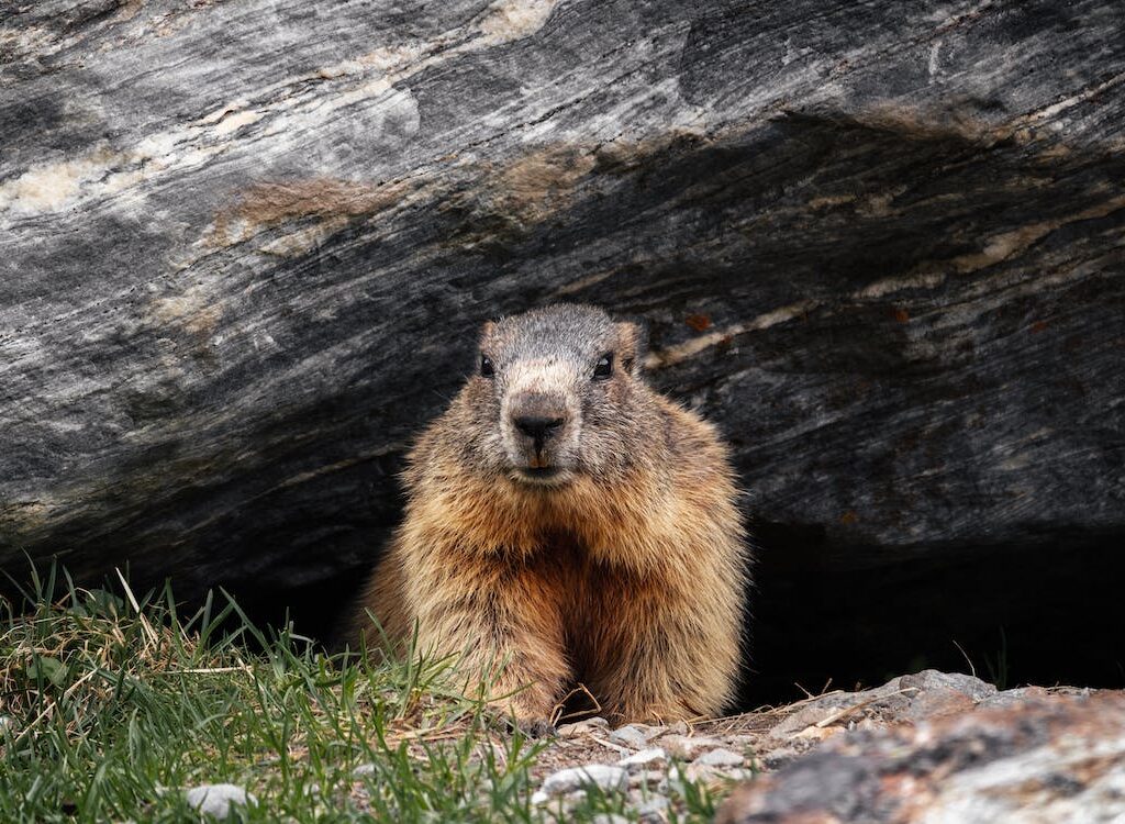 Groundhog in its habitat.