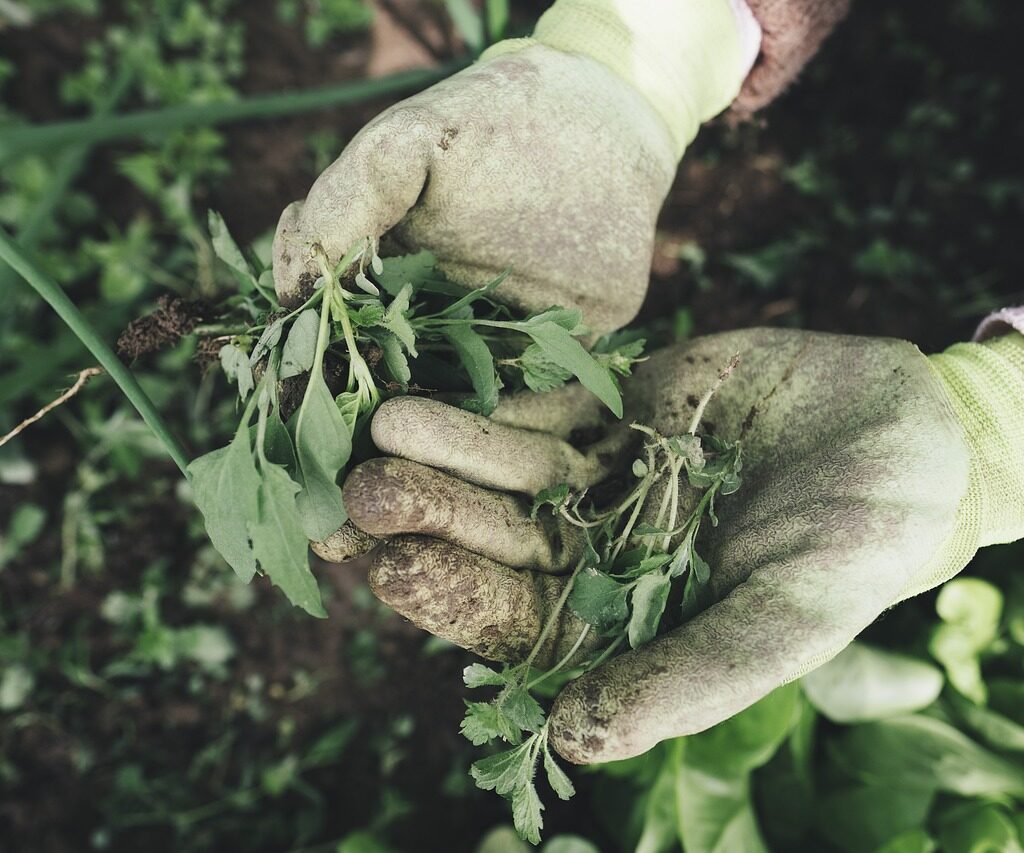 Gardener holding herbs in their hands